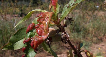 Proč se plstnaté listy třešně svinují, choroby a škůdci, léčba a kontrola nad nimi